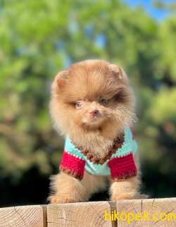 Tedy Bear Yavrular 3