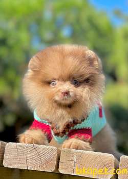 Tedy Bear Yavrular 4