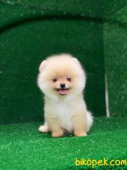 Tedy Bear Yavrular 3
