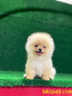 Tedy Bear Yavrular 4