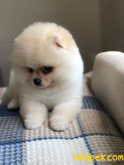 TEDY FACE POMERANİAN BOO 1