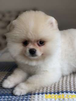 TEDY FACE POMERANİAN BOO 2