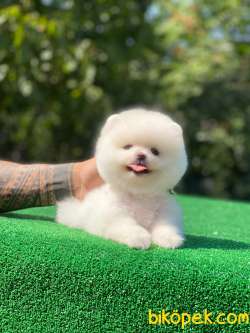 Tedy Face Pomeranian Yavrular 4