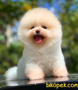 Teedy Baby Pomeranianımız 3