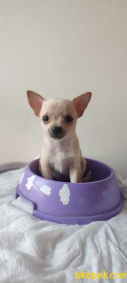 Tek Fiyat Pazarlıksız Teacup Chihuahua 3