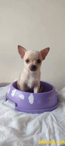 Tek Fiyat Pazarlıksız Teacup Chihuahua 2