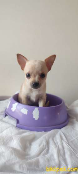 Tek Fiyat Pazarlıksız Teacup Chihuahua 1