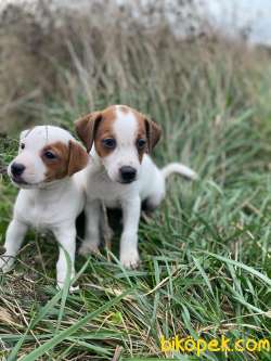 TEK MASKE SON DİŞİ JACK RUSSEL YAVRUMUZ 4