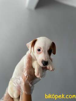 TEK MASKE SON DİŞİ JACK RUSSEL YAVRUMUZ 1