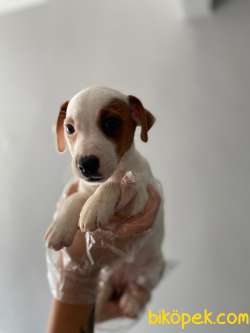 TEK MASKE SON DİŞİ JACK RUSSEL YAVRUMUZ 5