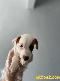 TEK MASKE SON DİŞİ JACK RUSSEL YAVRUMUZ 2