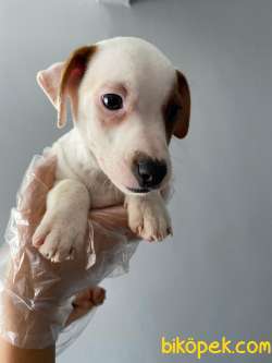 TEK MASKE SON DİŞİ JACK RUSSEL YAVRUMUZ 3