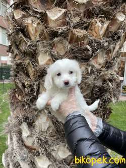 Tek Renk Çok Özel Maltipoo Bebeklerimiz 3