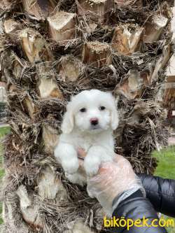 Tek Renk Çok Özel Maltipoo Bebeklerimiz 4
