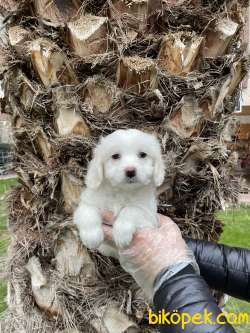 Tek Renk Çok Özel Maltipoo Bebeklerimiz 5