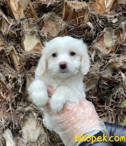 Tek Renk Çok Özel Maltipoo Bebeklerimiz 1