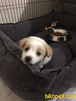 Terrier Dişi Yavru 3