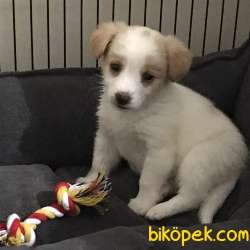 Terrier Dişi Yavru 2