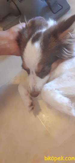 Terrier Kopegimiz 2