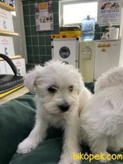 Terrier Maltese 4
