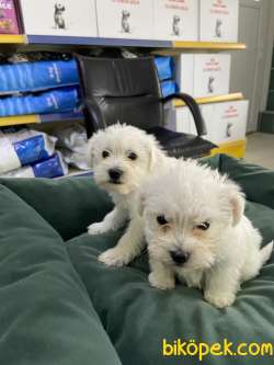 Terrier Maltese 2