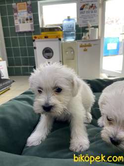 Terrier Maltese 2