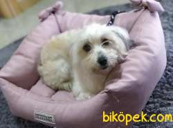 Terrier Maltese 3