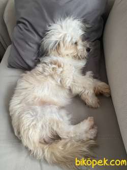 Terrier Maltese 4