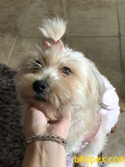Terrier Maltese 1