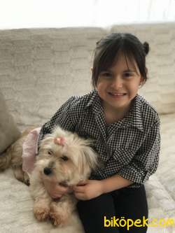 Terrier Maltese 2