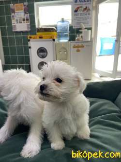 Terrier Maltese 2