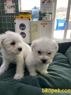 Terrier Maltese 3