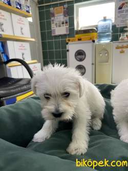 Terrier Maltese 1