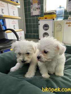 Terrier Maltese 5