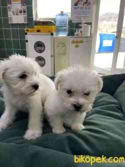 Terrier Maltese 2