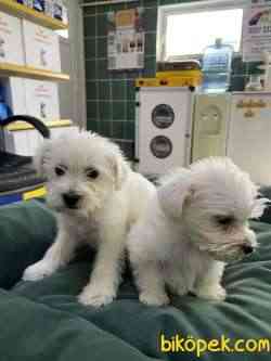 Terrier Maltese 4