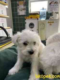 Terrier Maltese 1