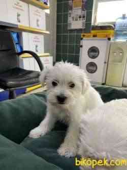 Terrier Maltese 3