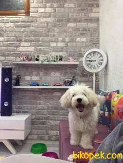 Terrier Maltese 2
