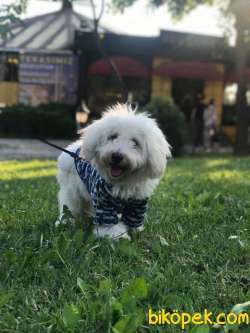 Terrier Maltese 1