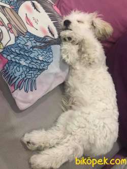 Terrier Maltese 3