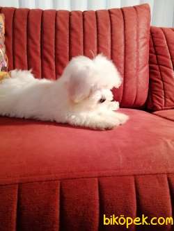 Terrier Maltese 1
