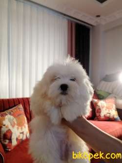 Terrier Maltese 4