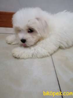 Terrier Maltese 3