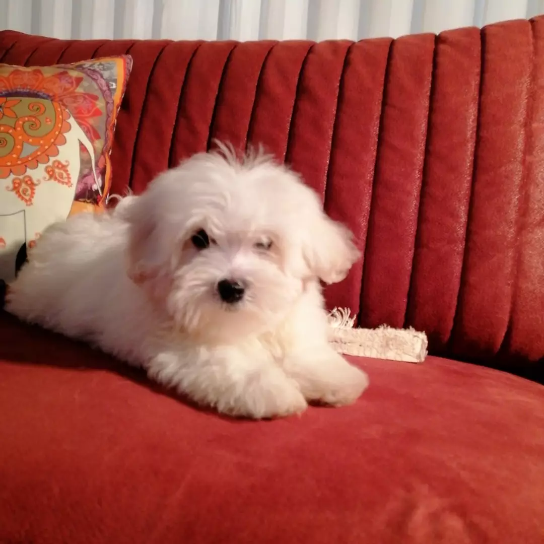 Terrier Maltese 2