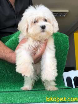Terrier Maltese 3