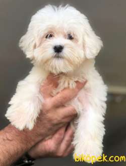 Terrier Maltese 2
