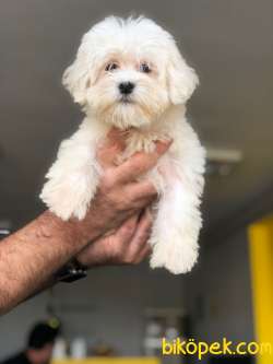 Terrier Maltese 1