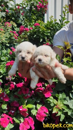 Terrier Maltese -Malta 4