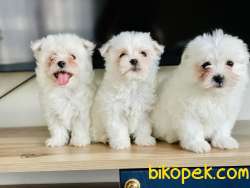 TERRIER MALTESE YAVRULARIMIZ 5